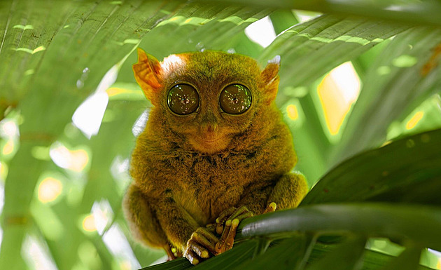 Bizáry evoluce. Poznejte ufona z Asie i žraloka s vystřelovací tlamou