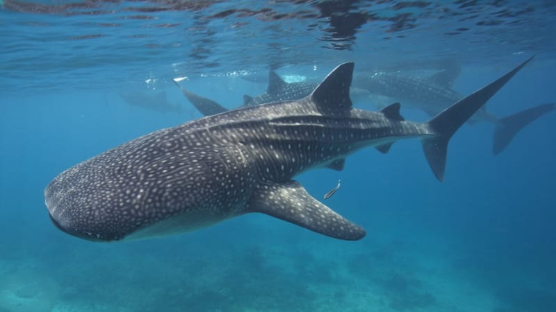 Plavkyni na Filipínách k smrti vyděsil žralok obrovský. Drama zachytila kamera