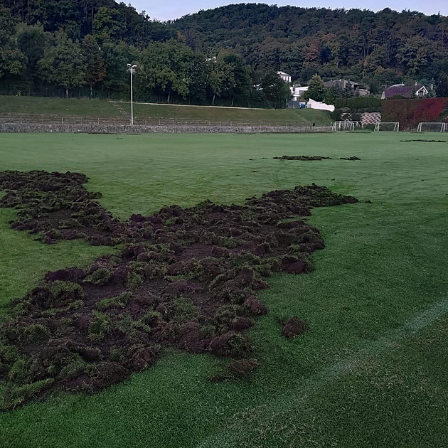 Trávník jako oraniště. Divočáci rozryli fotbalové hřiště, zkomplikovalo to zápas