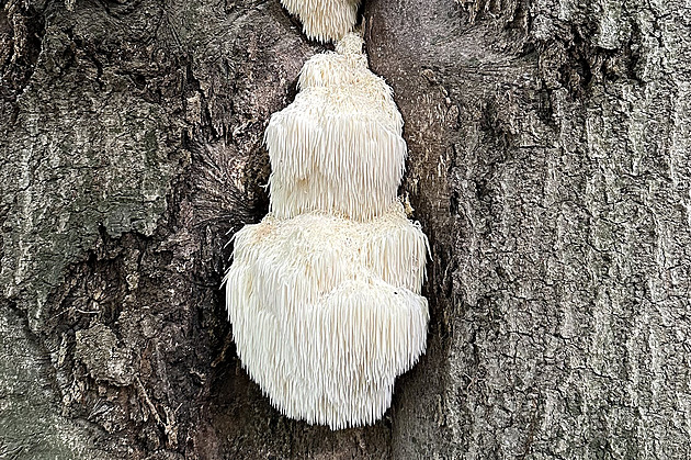 S houbami je to teď bída. Podívejte se na úlovky šťastných hledačů