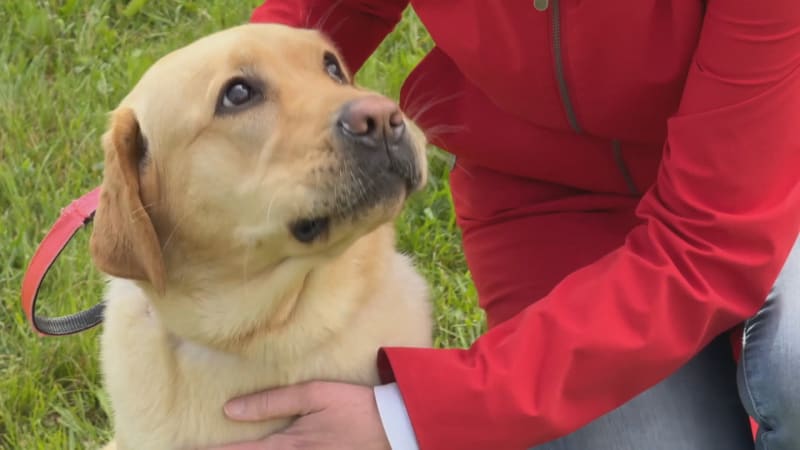 Betyna nebo Micka? Politici sázejí na mazlíčky. Ti rozhodli i prezidentské volby, říká expert