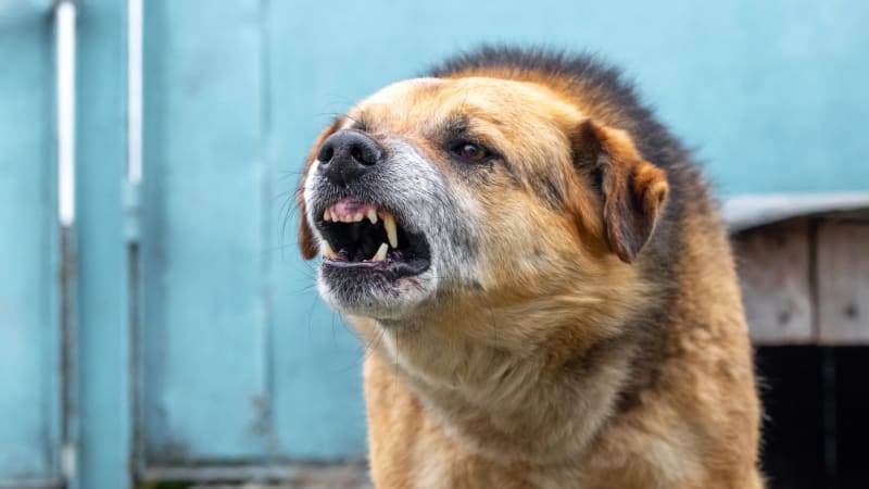 Šestiletého chlapce pokousal na Klatovsku pes. Pro dítě musel letět vrtulník