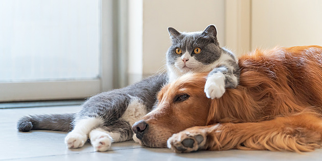 Posílejte podzimní fotky do říjnového kola mazlíčků a hrajte o kvalitní krmivo