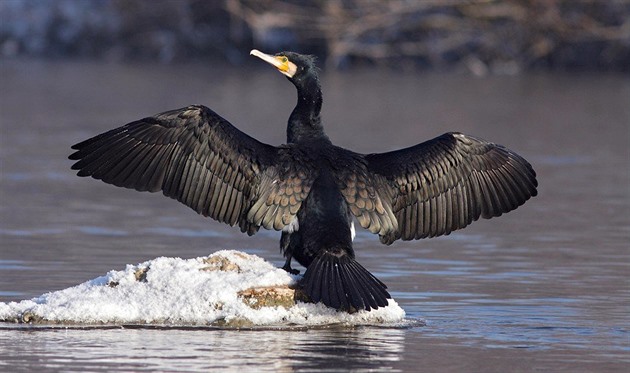 Kormoráni každý den uloví ryby za 1,5 milionu eur, odehnat je mají fáborky