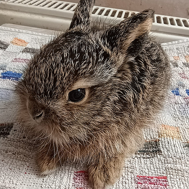Jaro je tady, hlásí zvířecí záchranáři. Už se starají o prvního zajíčka