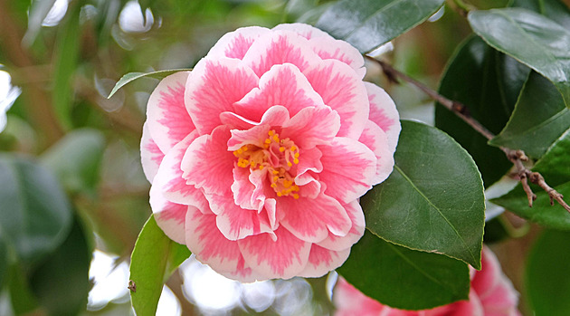 Čarokrásné kamélie vám květy rozsvítí zimní dny. Ale nesmíte je přenášet