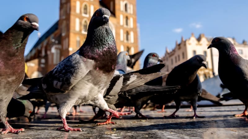 Co s přemnoženými holuby? Za hranicemi Česka vsadili na vyhubení pomocí antikoncepce