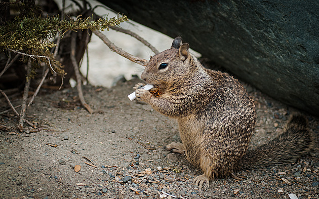 V Londýně kouří už i veverky. Odhozené vapy jsou hrozbou i po zákazu prodeje