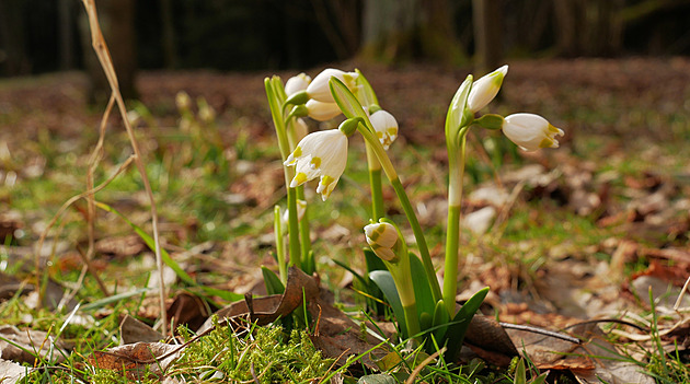 Meteorologové slibují na Velikonoce jarní počasí. Nejteplejší bude neděle