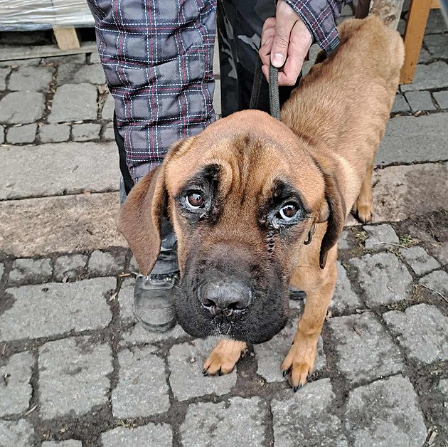 „Papírové“ štěně uvázané za městem málem zemřelo, policie obvinila majitele