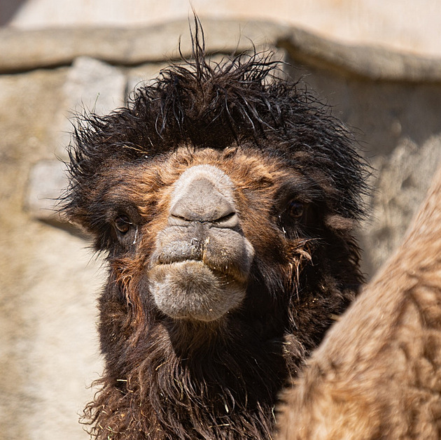 Liberec vyhlíží velblouďata, starého samce vystřídal plodný Lorenzo