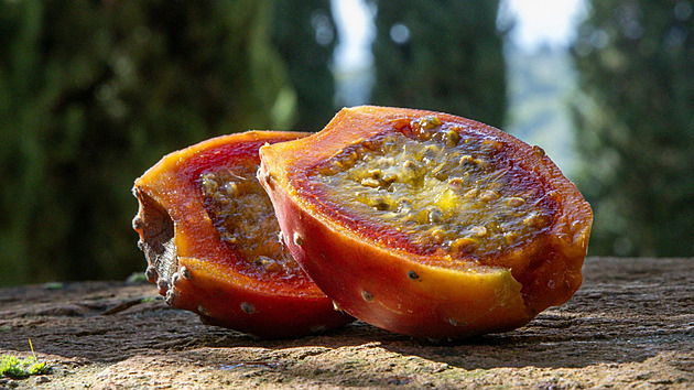 Když vás nepopíchá, tak vás dostane. Tenhle kaktus se dá jíst podobně jako meloun