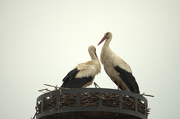 Čápi vzali na milost sloup, když jim Madonu zakryli. Město už má pro ně jména