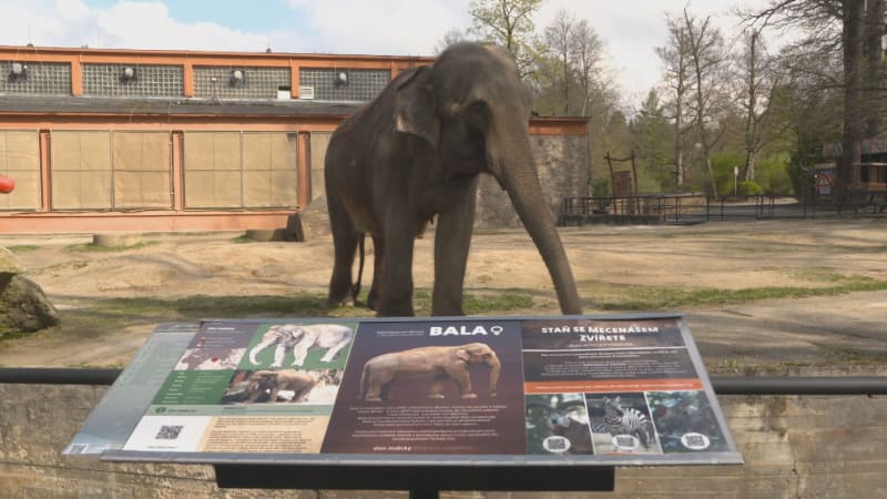 Liberecká zoo končí s chovem slonů. Poslední samici Balu přestěhují do Walesu