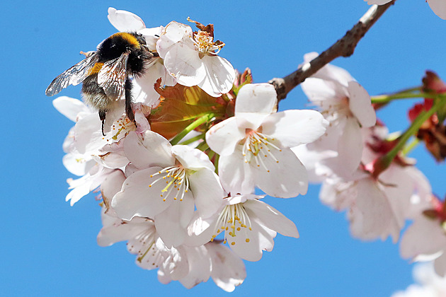 Meteorologové zveřejnili, jaké bude počasí o prodloužených víkendech v květnu