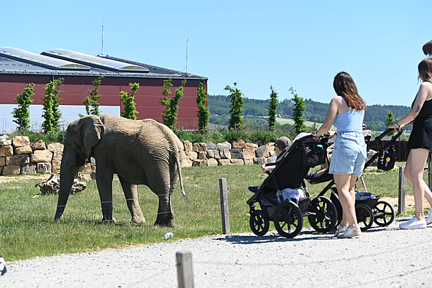 Slon Jack ve zlínské zoo dlouho nezůstane. Před Ulu už smrtelně zranil jinou samici