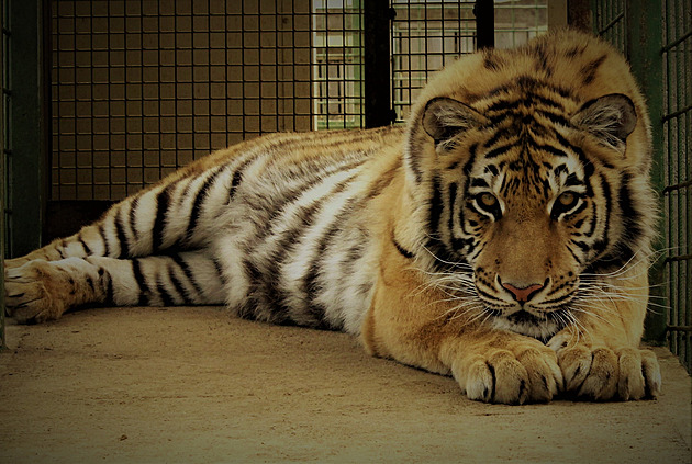 Prodáme zoo i s tygrem a pumami. Mezi inzeráty se objevila netradiční nabídka